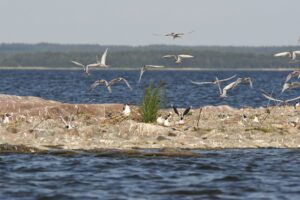 Fågelskär. Foto: Erik Landgren.